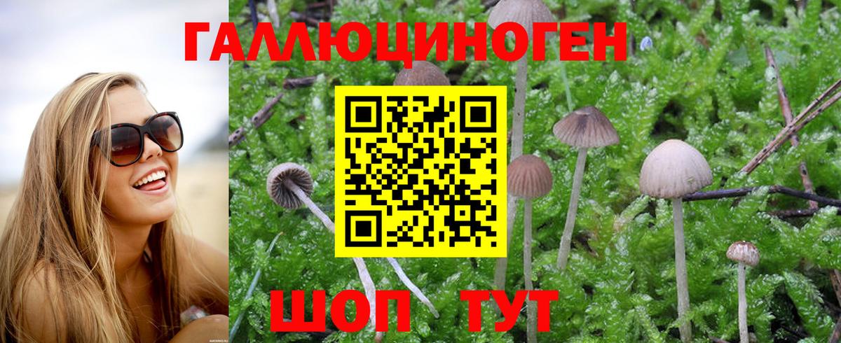 Буйнакск  Галлюциногенные грибы MAGIC MUSHROOMS  Вход с VPN 